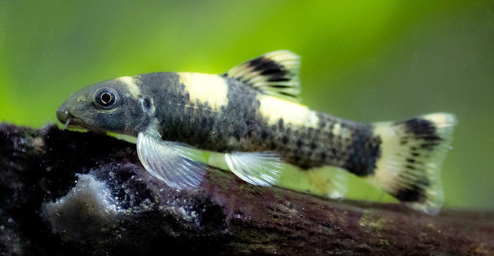 Panda Garra
